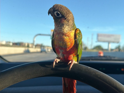Looking to rehome my green cheek Conure