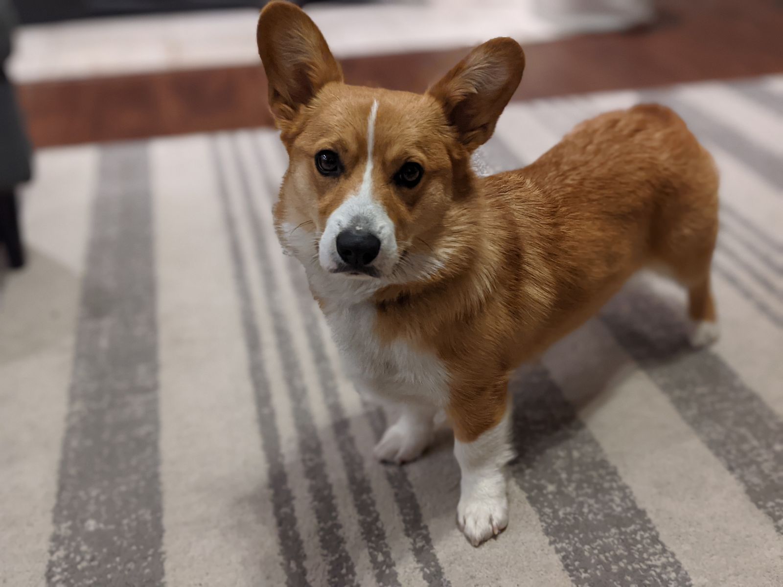5yr Old Pembroke Welsh Corgi
