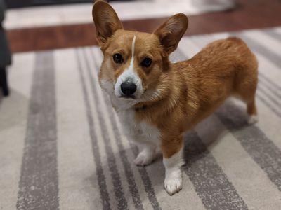 5yr Old Pembroke Welsh Corgi