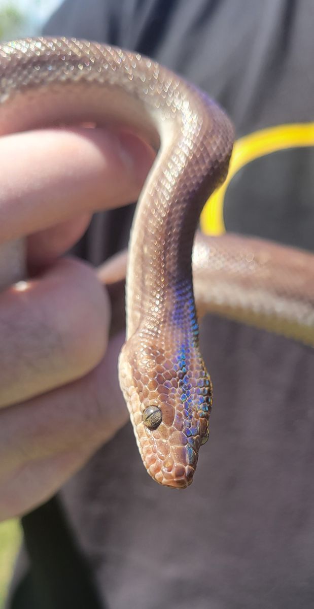 Beautiful Male Columbian Rainbow Boa 32"