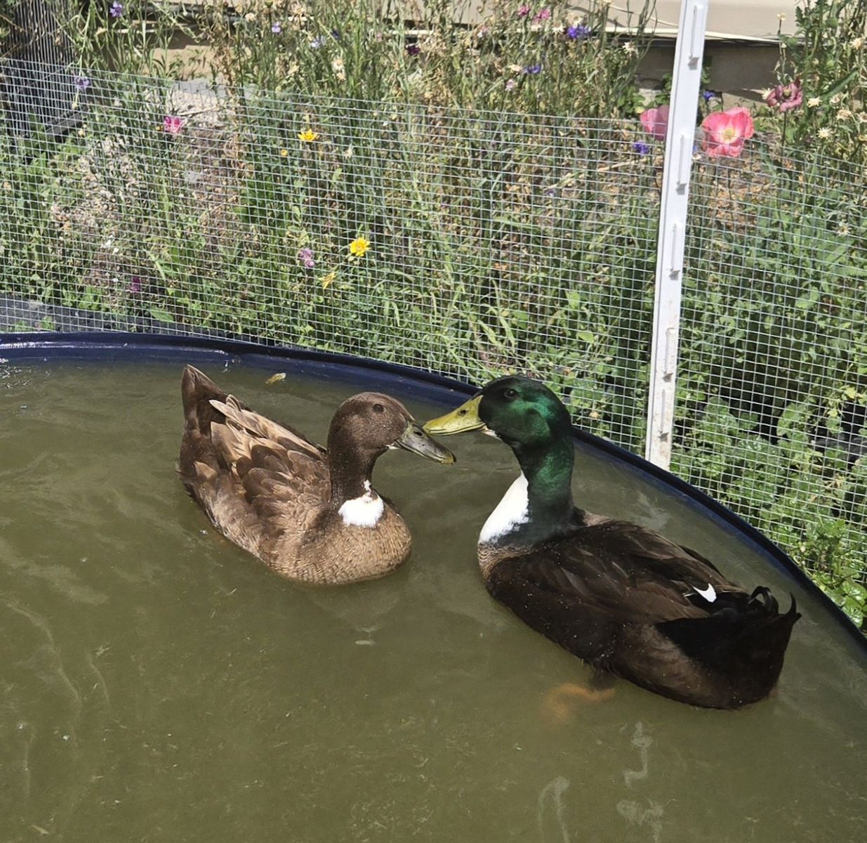 2 Golden 300 Ducks (Male & Female)
