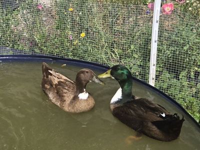 2 Golden 300 Ducks (Male & Female)