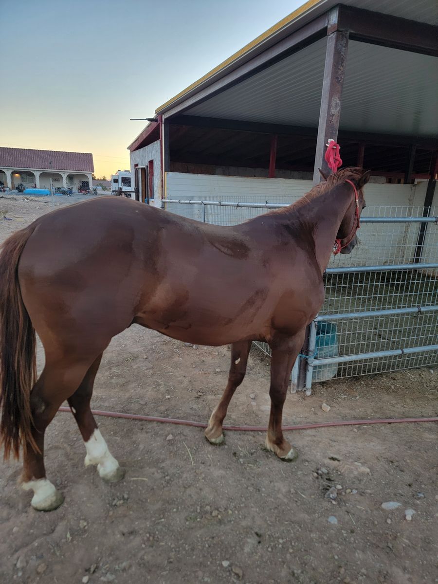 2 year old Qh gelding