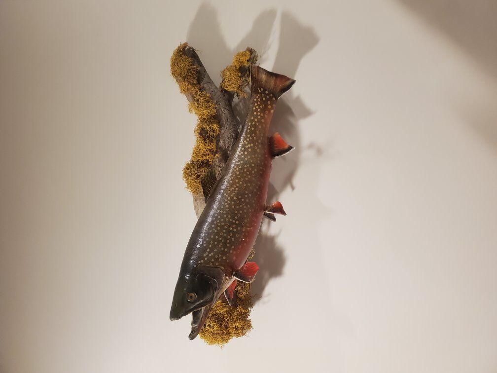 brook trout mount