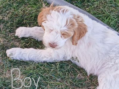 Cavapoo Male (Price Drop!)