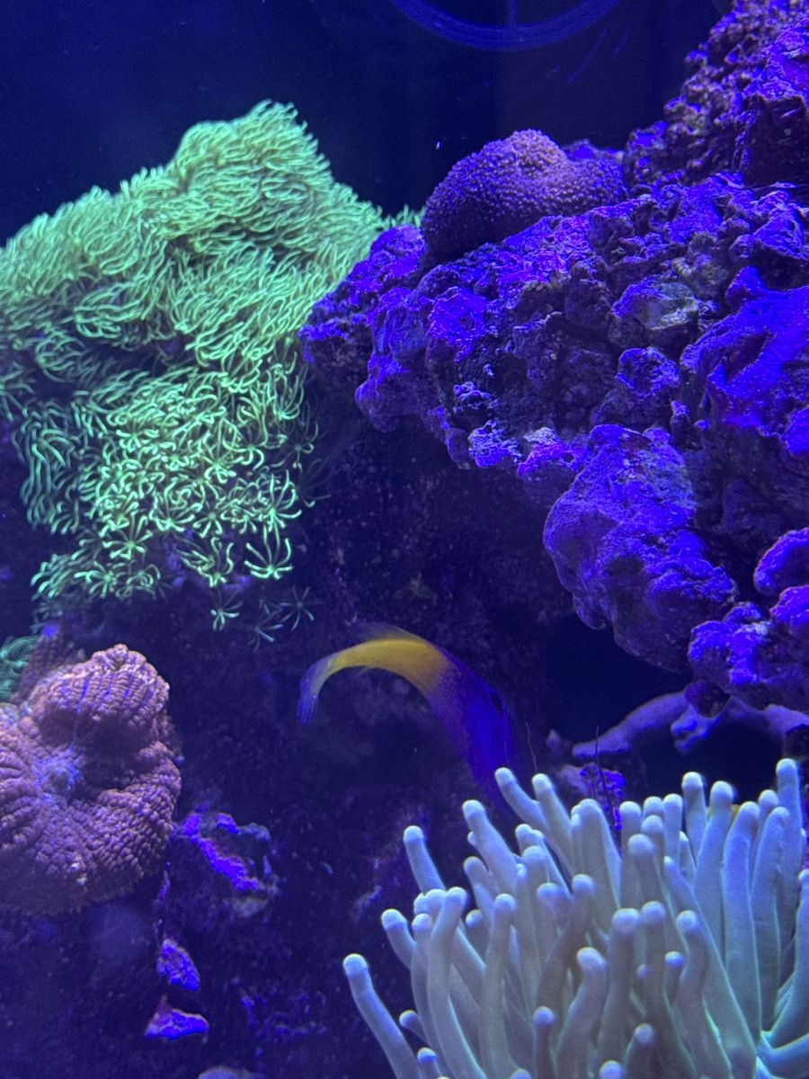 Royal Gramma Basslet