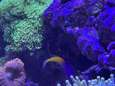 Royal Gramma Basslet