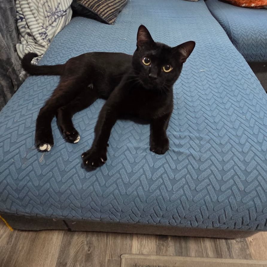 Hello my name is Gomez