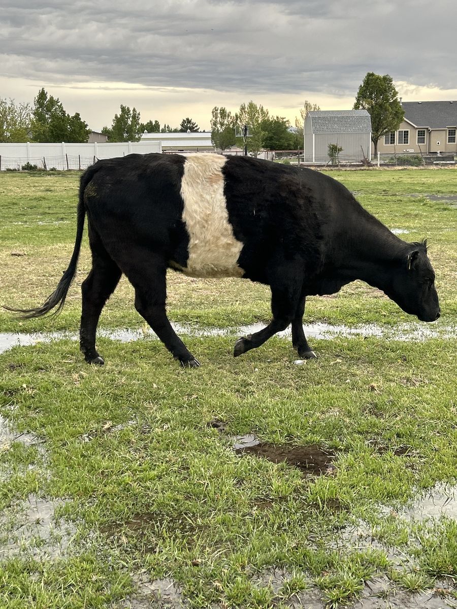 Cow with calf