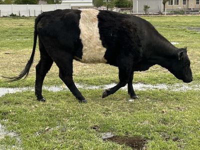 Cow with calf