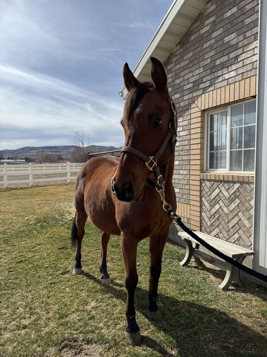 Arabian Gelding