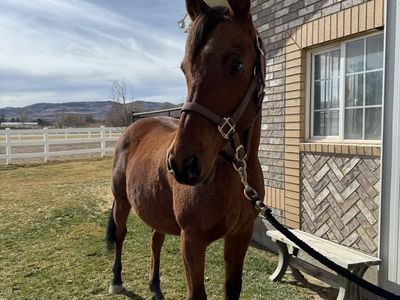 Arabian Gelding