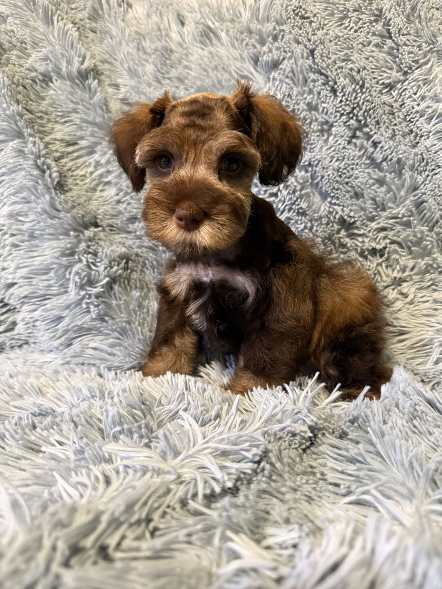 Miniature Schnauzer Male