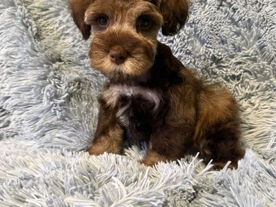 Miniature Schnauzer Male