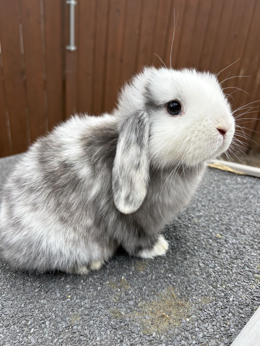 Holland Loop, Bunny