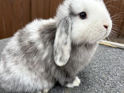 Holland Loop, Bunny