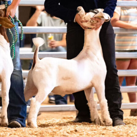4-H/FFA County Fair/State Fair Goat Projects
