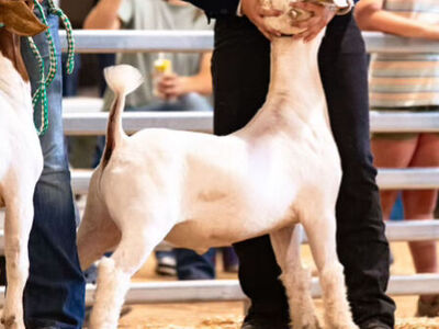 4-H/FFA County Fair/State Fair Goat Projects