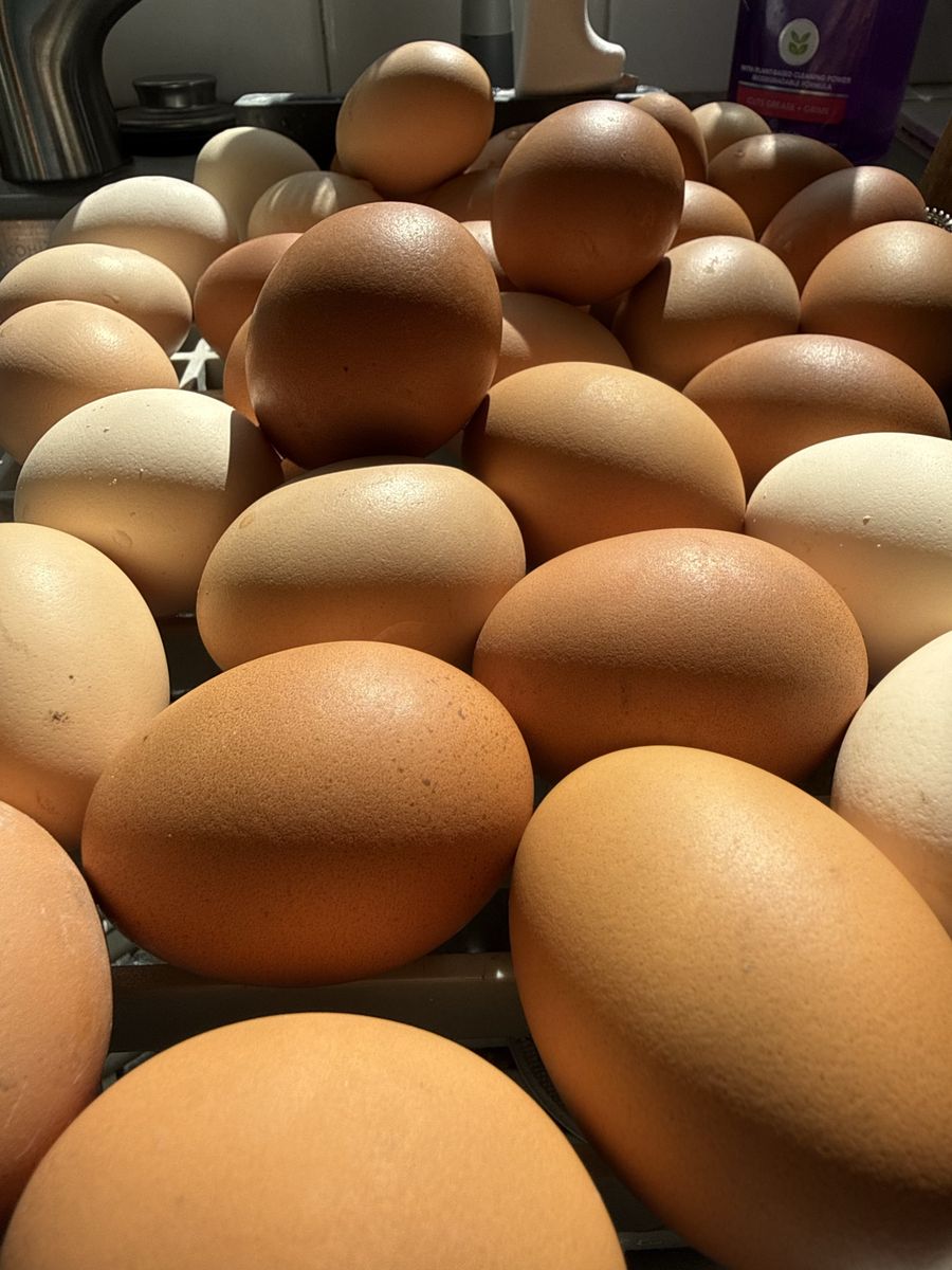 Fresh Chicken Eggs