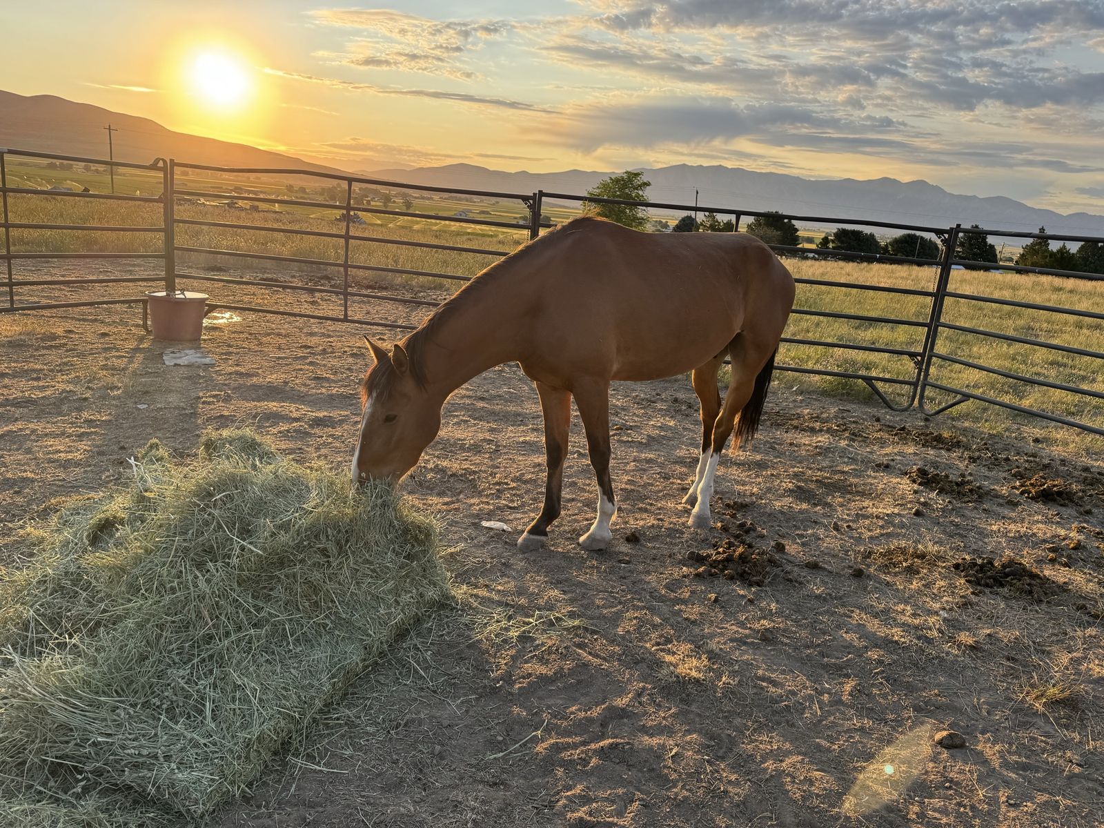 3 year old grade gelding