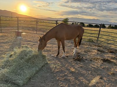 3 year old grade gelding