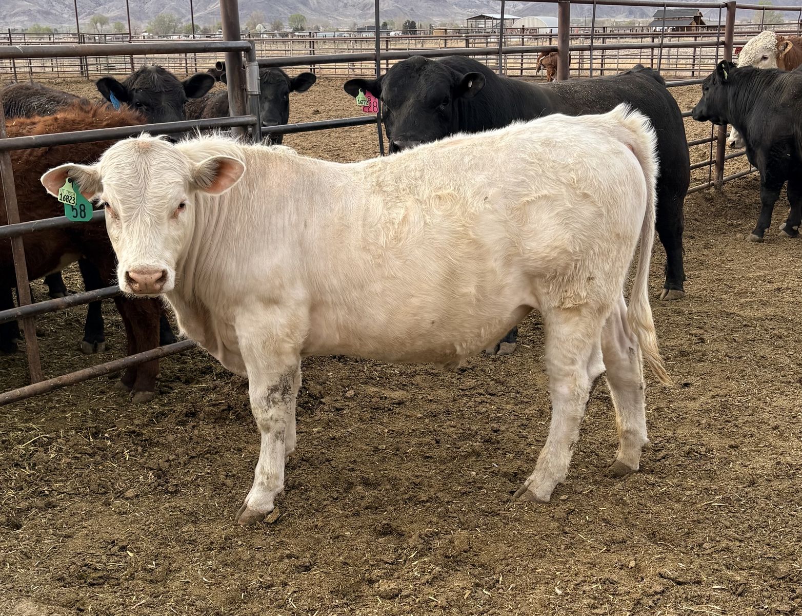 Charolais Yearling Bulls