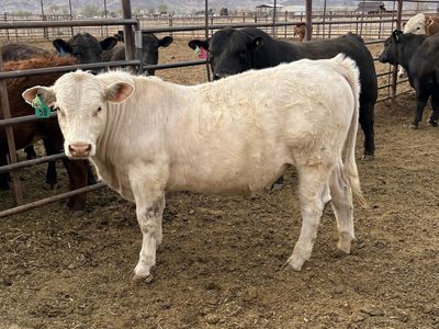 Charolais Yearling Bulls