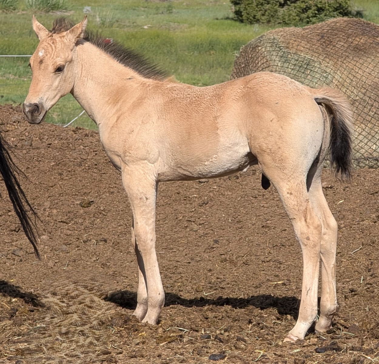 Dunskin Stud AQHA weanling