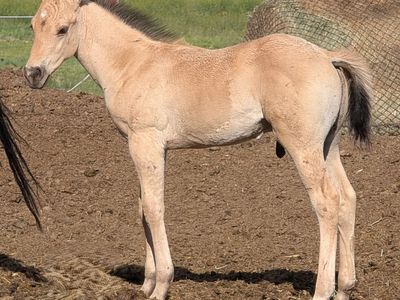 Dunskin Stud AQHA weanling
