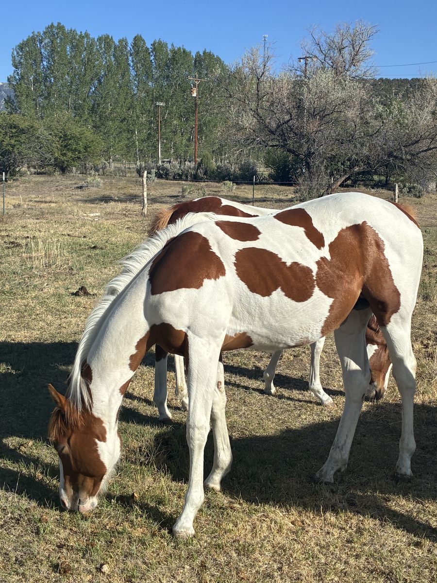Yearling Race Bred