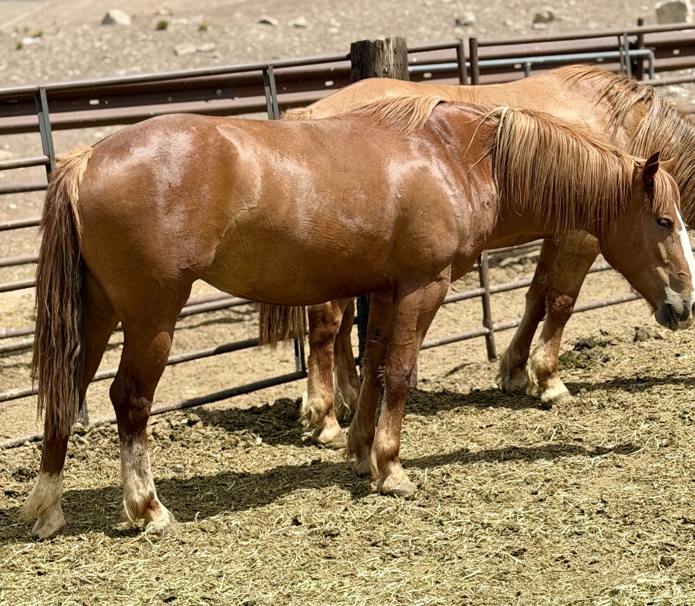 Young Big Mare