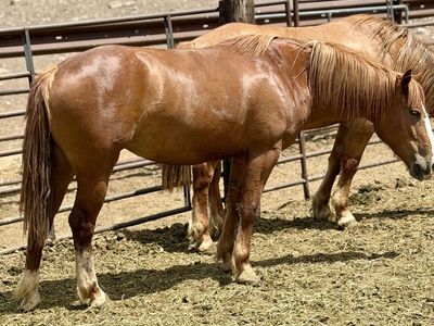 Young Big Mare