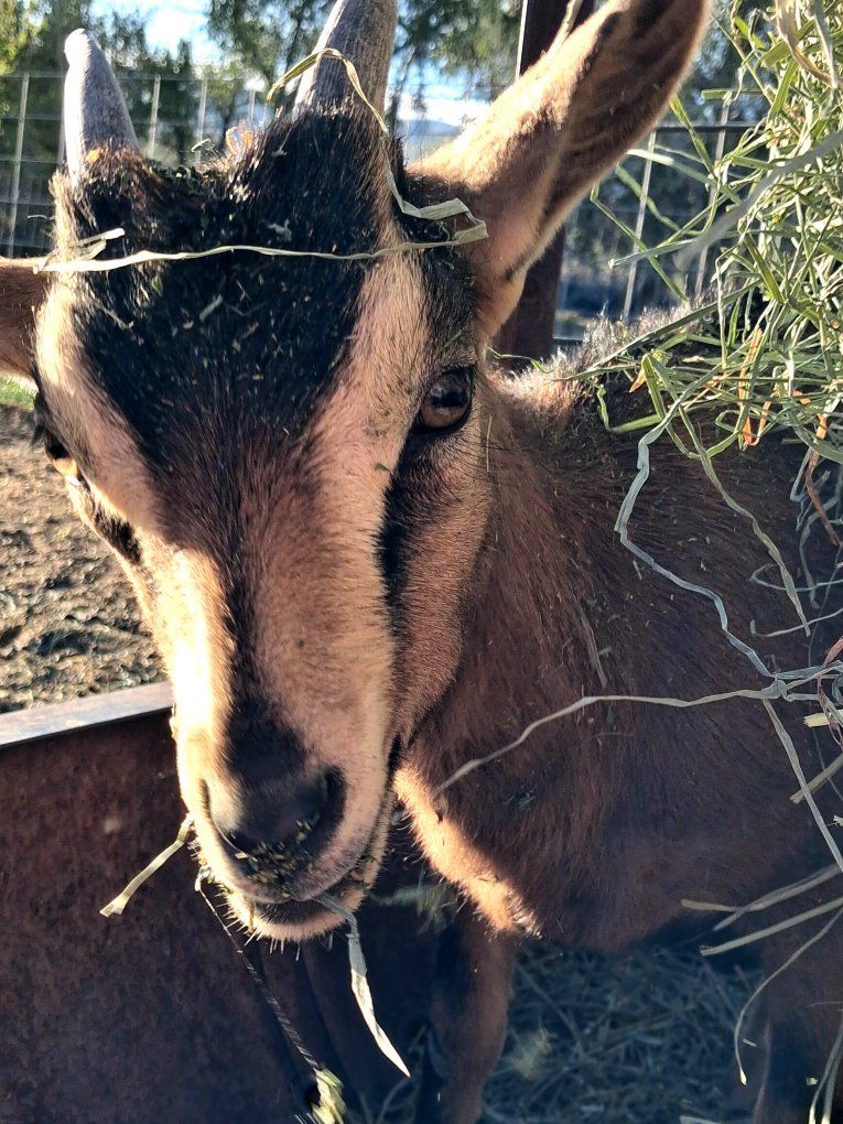 Little Goat Herd