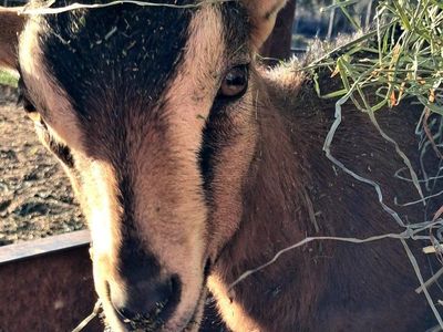 Little Goat Herd