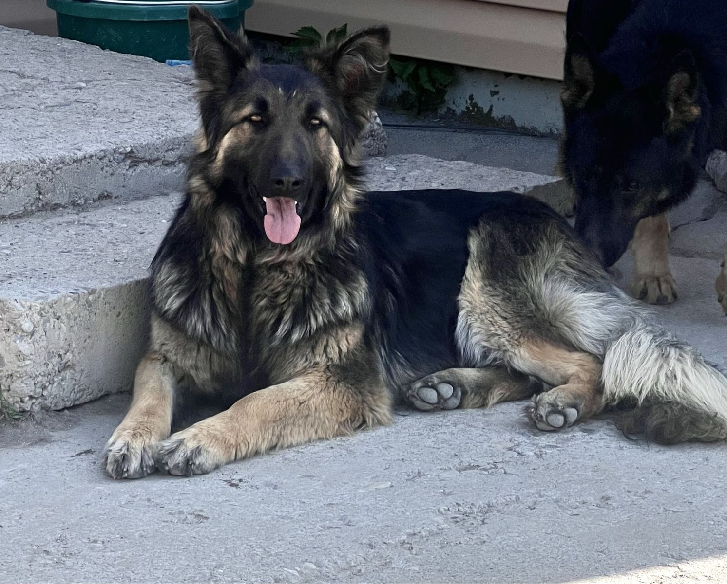 German Shepherd - Purebred Female