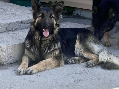 German Shepherd - Purebred Female