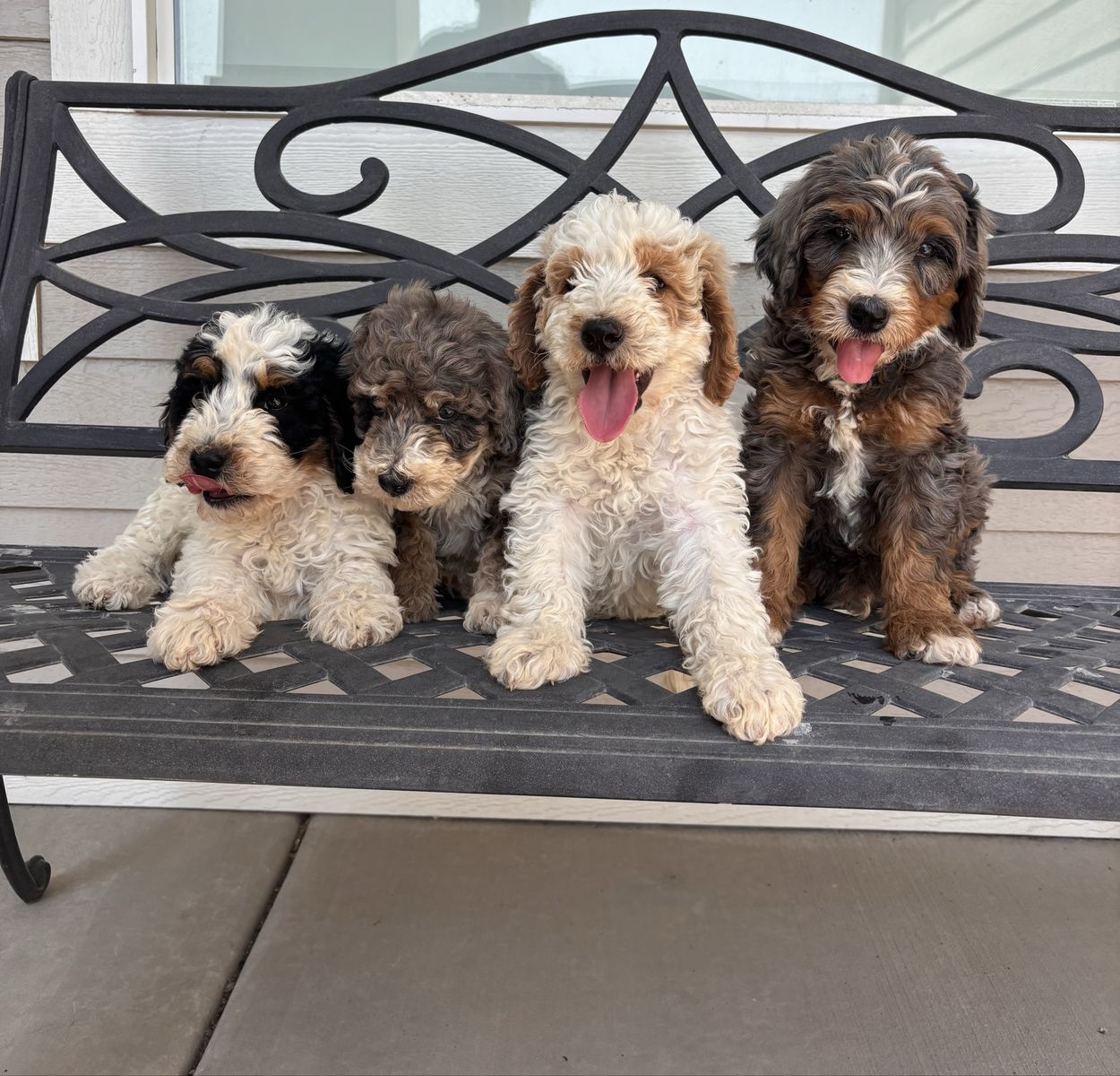 Multigenerational Mini Bernedoodle Puppies