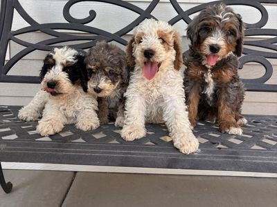 Multigenerational Mini Bernedoodle Puppies