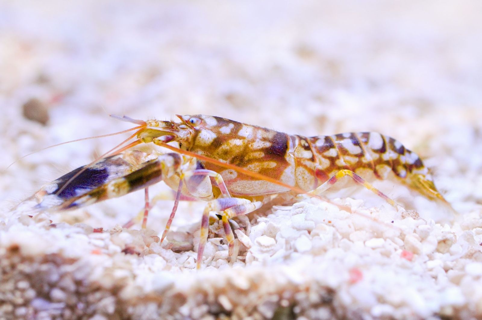 Tiger Pistol Shrimp Saltwater Aquarium Invertebrate