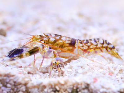 Tiger Pistol Shrimp Saltwater Aquarium Invertebrate