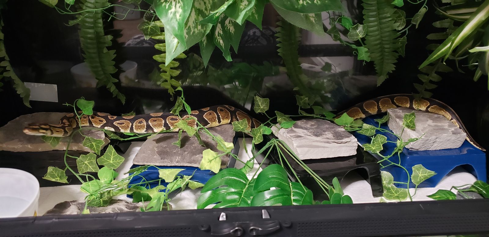 9 year old ball python free to a good home
