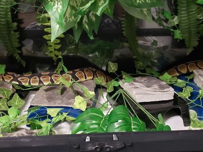 9 year old ball python free to a good home