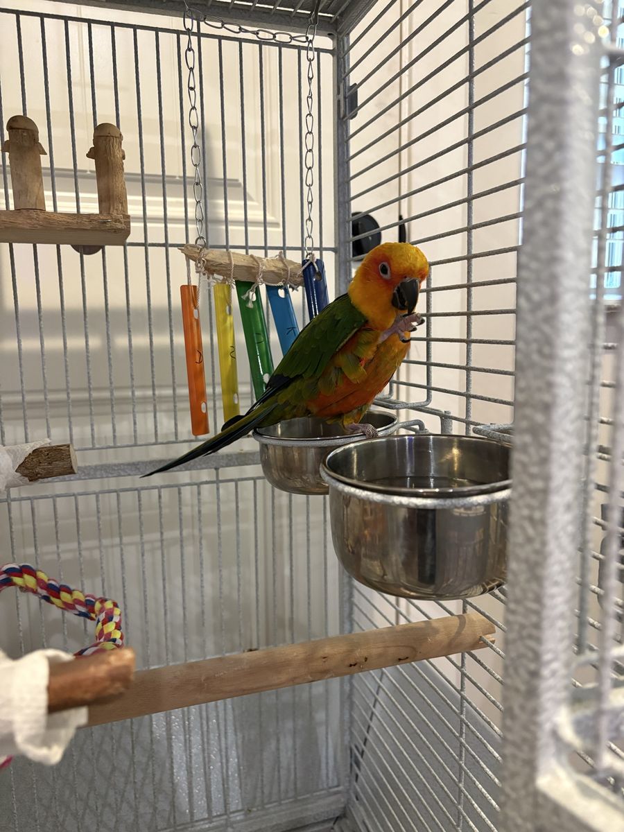 Sun Conure (2 years old)