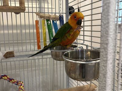 Sun Conure (2 years old)