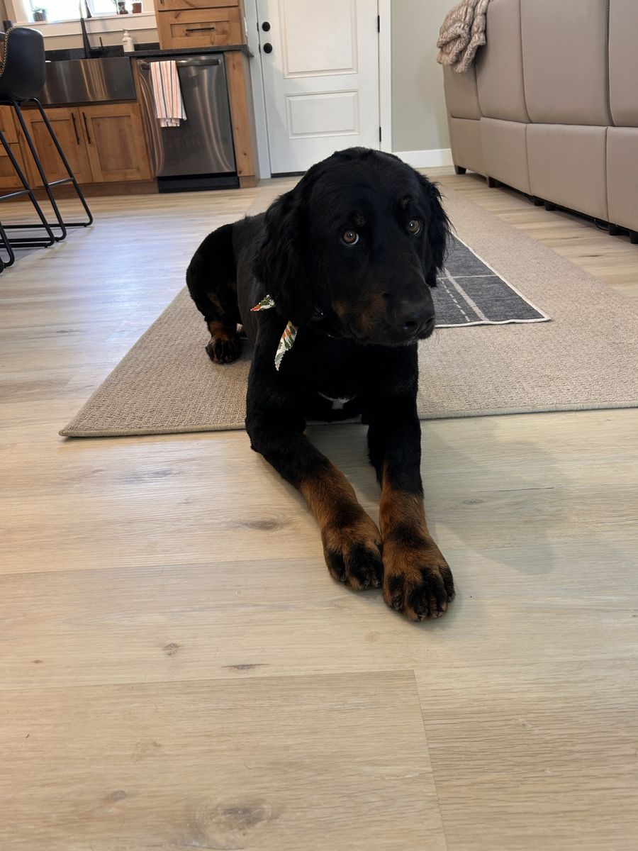 2.5 year old Bernedoodle 