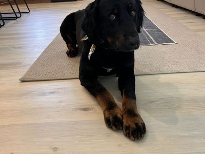 2.5 year old Bernedoodle