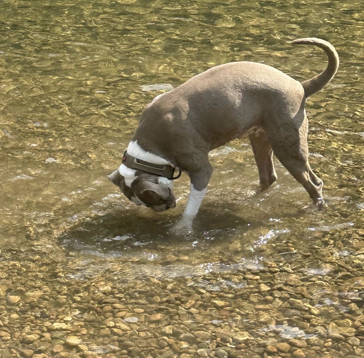 American Bully