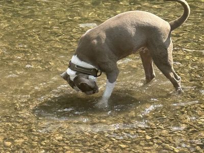 American Bully