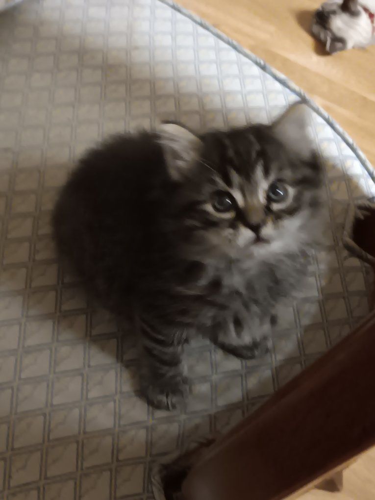 Persian mix kittens for sale. 