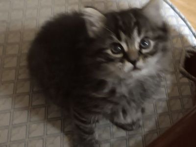 Persian mix kittens for sale.